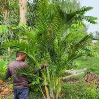 Areca Palm