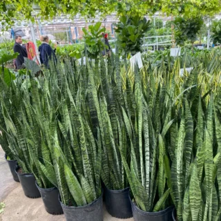 Green Snake Plant