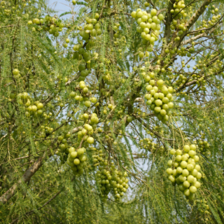 Amla plant (Phyllanthus emblica)