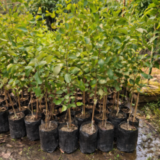 Apple Ber plant (Ziziphus mauritiana)