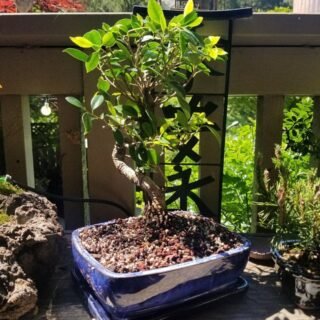 Lucky Bonsai Plant