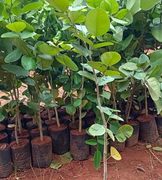 Sandalwood Plant -10 psc