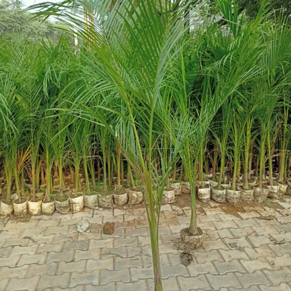 Bottle Palm Re Design - 10 psc