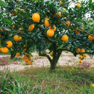 Orange plant (Citrus sinensis)