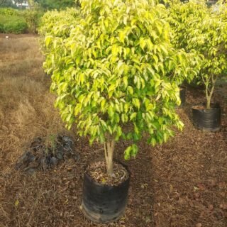 Ficus Yellow Plant