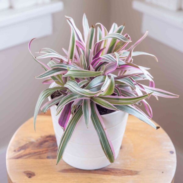 Oyster Plant