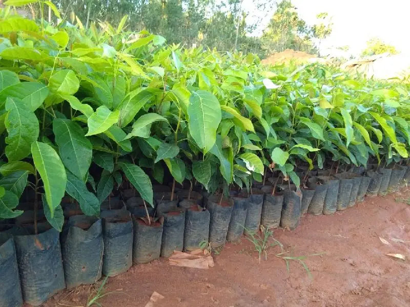 African-Mahogany-Tree-Seeds-For-Planting-SRI-SAI-FORESTRY-4535216