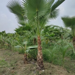 Washingtonia Palm